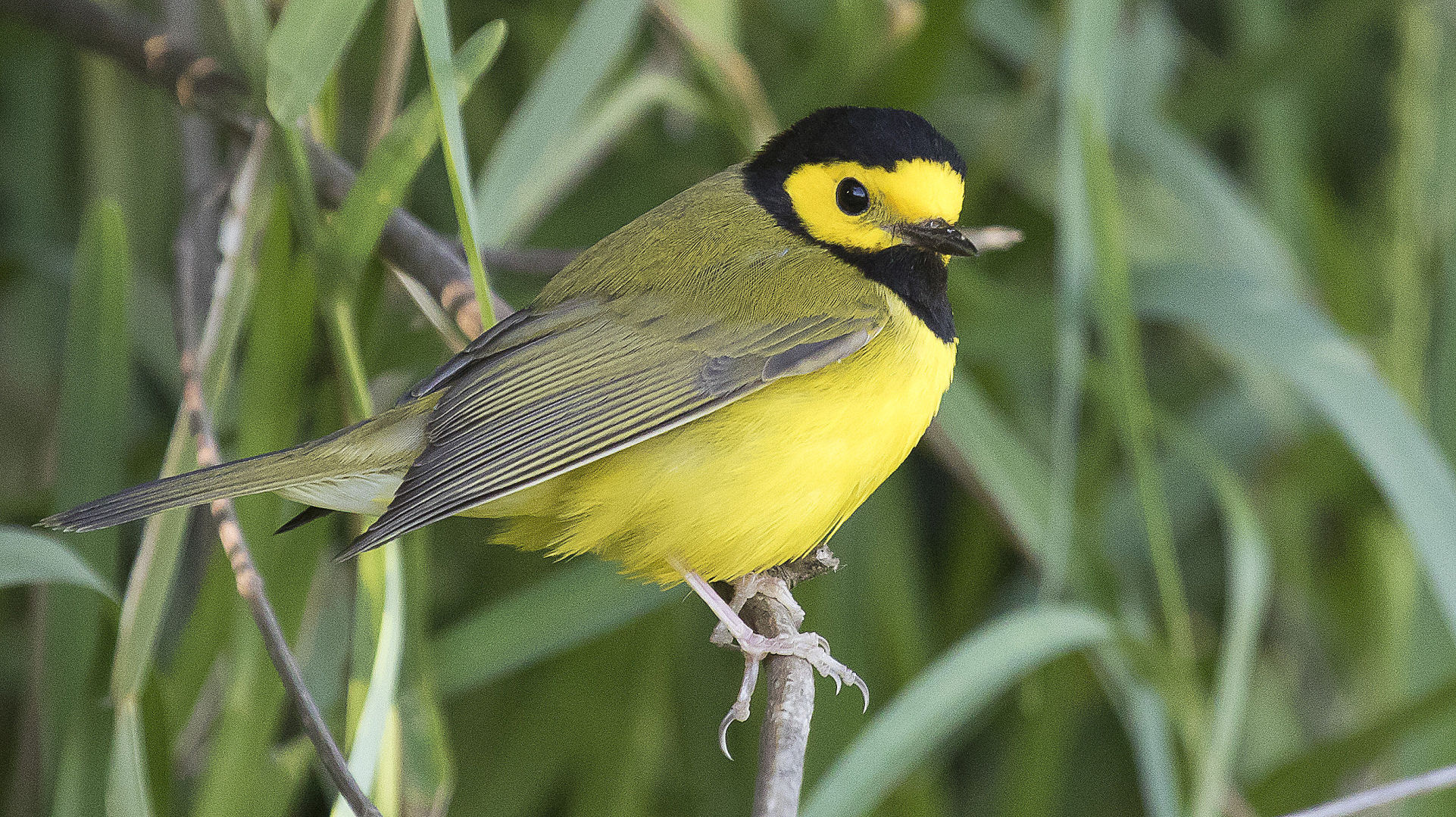 wldHoodedWarbler-18-w.jpg
